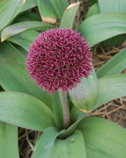 Allium Ostara